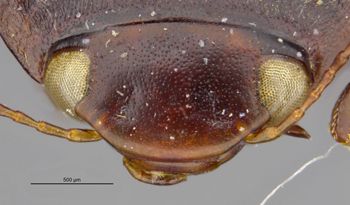 Media type: image;   Entomology 23955 Aspect: head frontal view